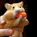 2009/05/wordpress-hamster