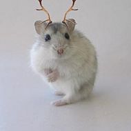 2009/05/petmembersite-hamster-christmas-0003