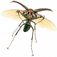 2009/05/rattenfaenger