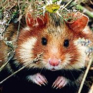 2009/05/tierregistrierung-hamster-10827496-onlinebild