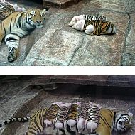 2009/05/tiger-schwein