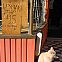 2009/05/katze