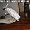 2009/05/tmb-hornoxe-com-picdump30-30