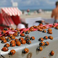 2009/07/spiegel-0-1020-1604743-00