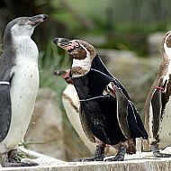 2009/08/spiegel-0-1020-1631005-00