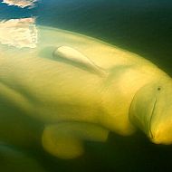 2009/08/strcdn-poliza-antarktis-15-fitin-735-490