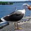 2009/08/strcdn-urlaubsspass-08-fitin-735-490