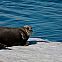2009/09/strcdn-greenpeace-arktis-10-maxsize-735-490