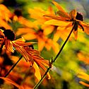 2009/10/strcdn-view-09102009-natur-02-maxsize-735-490