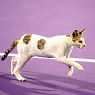 2009/10/strcdn-sportwoche-kw44-8-maxsize-735-490