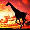 2009/10/strcdn-19-giraffe-maxsize-735-490