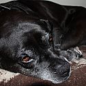 2009/11/hund