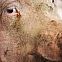 2009/11/bild-schwein-12113493-1259235511