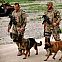 2009/11/stern-bundeswehr-afghanistan-05-maxsize-735-490