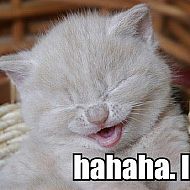 2009/12/wordpress-hahaha-lulz
