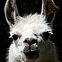 2010/01/spiegel-image-53240-galleryv9-bcqb