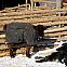 2010/01/stern-2010-kw-04-43-maxsize-735-490