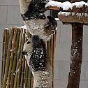 2010/03/tn
