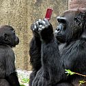 2010/09/1281521679-gorilla-ds-08-09-2010