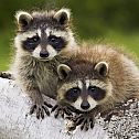 2010/09/free-review-raccoons
