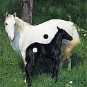 2010/09/horse-2