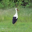 2010/09/image-122386-galleryv9-guvd