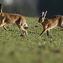 2010/09/image-83160-galleryv9-xarv