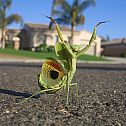 2010/09/linkinn-happy-bug