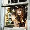 2010/09/window