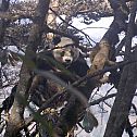 2011/01/image-114082-galleryv9-ppwk