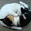 2011/01/420chan-1280037110092