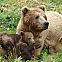 2011/01/mama-bear-with-cubsx