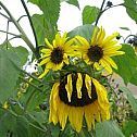 2011/03/blume