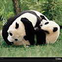 2011/03/nationalgeographic-678783-recut-xl