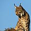 2011/03/flickr-502571566-341249c602-o