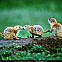 2011/04/dailydesktop-wallpapers-20of-20national-20geographic-20photohraphy-20ngm1998-04p128-9