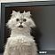 2011/04/katze