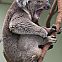 2011/04/pixdaus-1302365663tef1ram