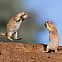 2011/04/prairie-dog