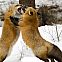 2012/03/com-1295697535-airena-wallapack-42-33