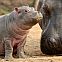 2012/03/hippo-baby-3400x1962