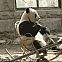 2012/03/panda-schaukelstuhl