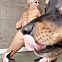 2012/09/dogs-2