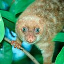 2015/05/wwf-blue-eyed-bm-l-1406150s