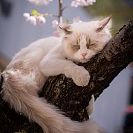 2022/01/fgl21v2wyam-jkv