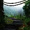 2022/01/junglerender-steinert-title-2000