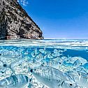 2022/03/clear-water-fish-2021