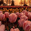 2022/03/tulips