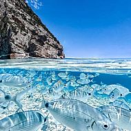 2022/03/clear-water-fish-2021