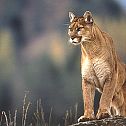 2022/12/panther-1
